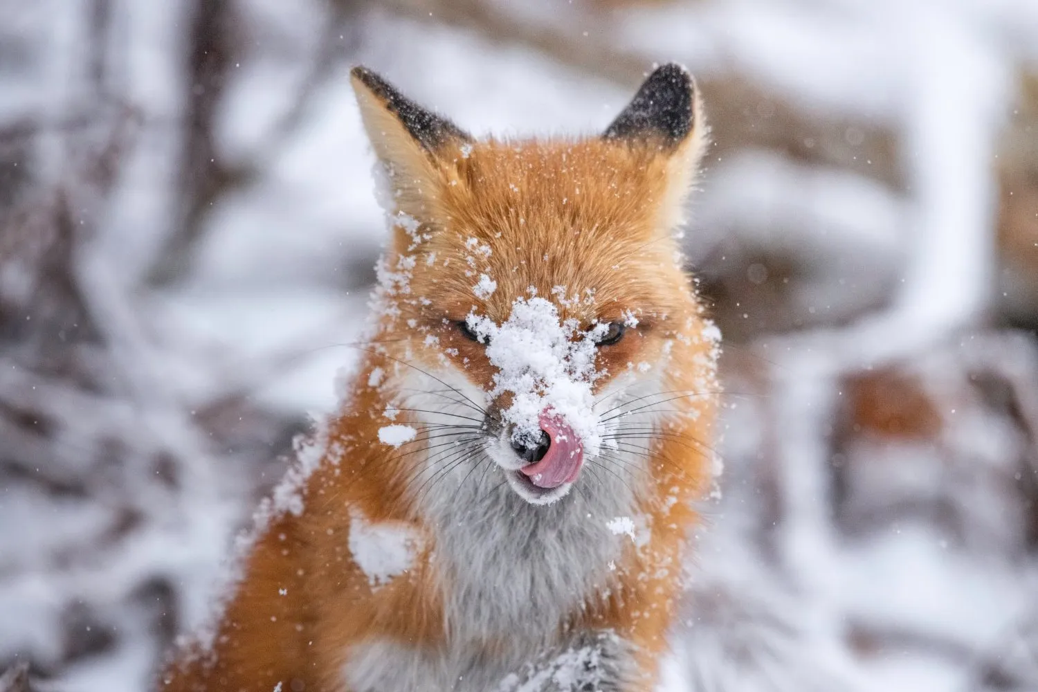 Wildlife Winner February - A snowy fox in the wild
