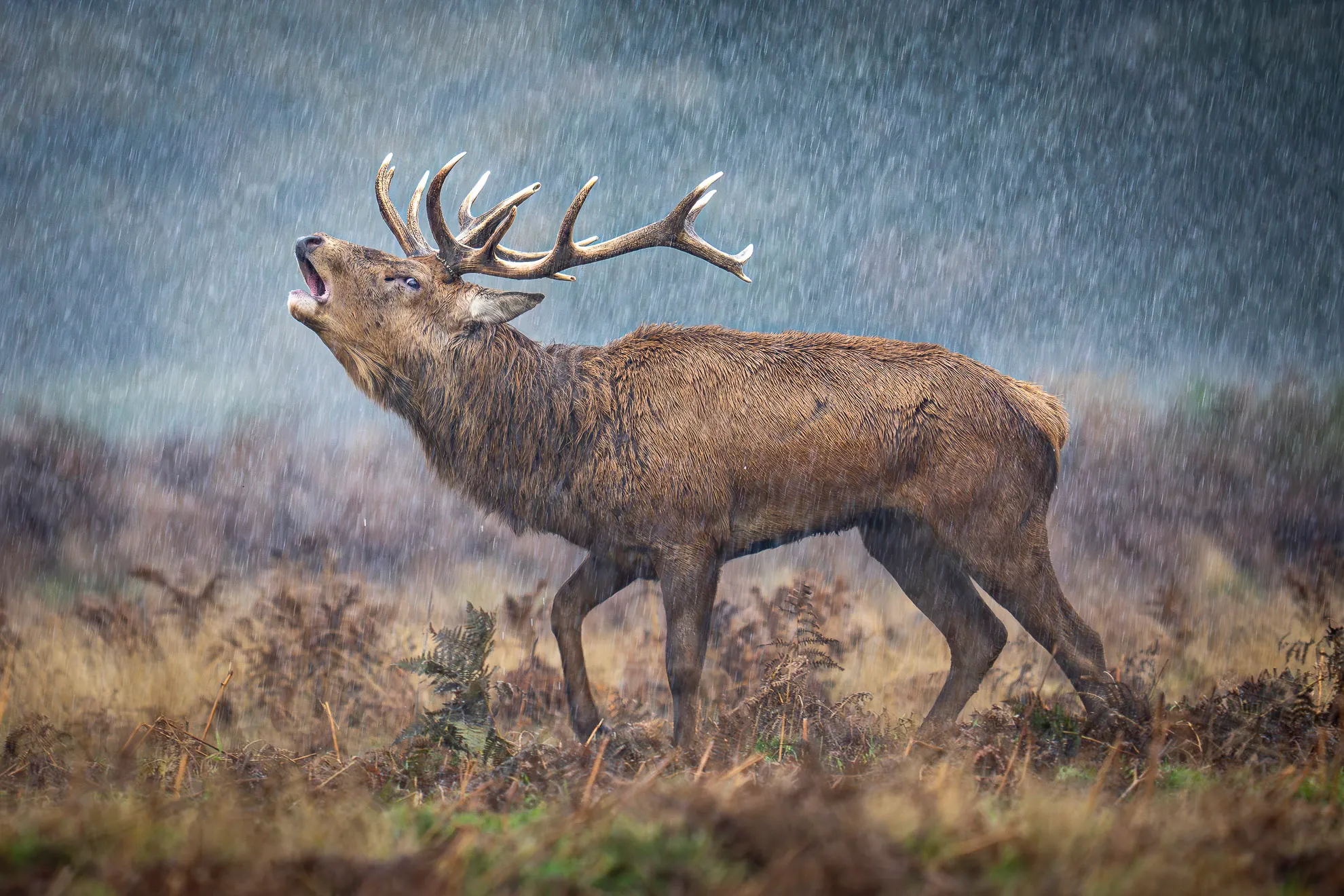 Wildlife Winner November - A deer standing in the misty forest
