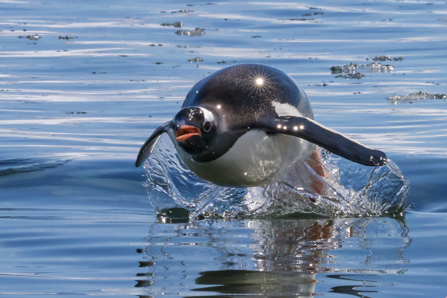 Wildlife Winner March - A penguin standing swimming through water